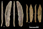 Reevaluating the Early Upper Paleolithic Sequence at Ksâr ‘Akil, Lebanon (Layers XX-XIB)