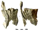 A critical assessment of the Protoaurignacian lithic technology at Fumane Cave and its implications for the definition of the earliest Aurignacian