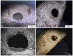 On the Exploitation and Significance of Bivalve Shells at the Magdalenian Site of Petersfels (Southwestern Germany) Using an Integrated Approach