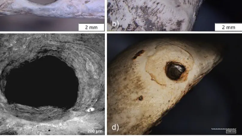 On the Exploitation and Significance of Bivalve Shells at the Magdalenian Site of Petersfels (Southwestern Germany) Using an Integrated Approach